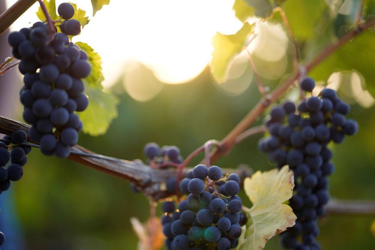 Weingut Martin Blass Erlabrunn  Exterior photo